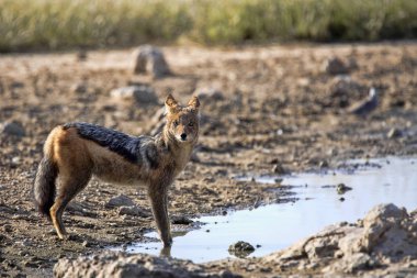 Kara sırtlı Çakal, ziyarette200 Canis mesomelas, gemsbok Milli Parkı, Kalahari Güney Afrika