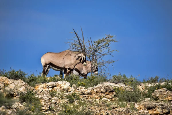 Gemsbok Oryx Gazella Gazella Adia Cheiro Kalahari África Sul — Fotografia de Stock