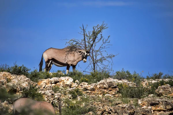 Gemsbok Oryx Gazella Gazella Adia Cheiro Kalahari África Sul — Fotografia de Stock