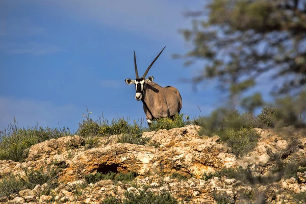 Gemsbok Oryx Gazella Gazella Horizonte Kalahari África Sul — Fotografia de Stock