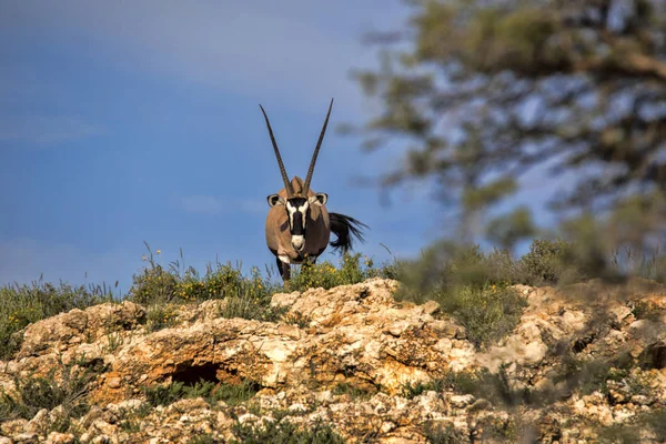 Gemsbok Oryx Gazella Gazella Horizonte Kalahari África Sul — Fotografia de Stock