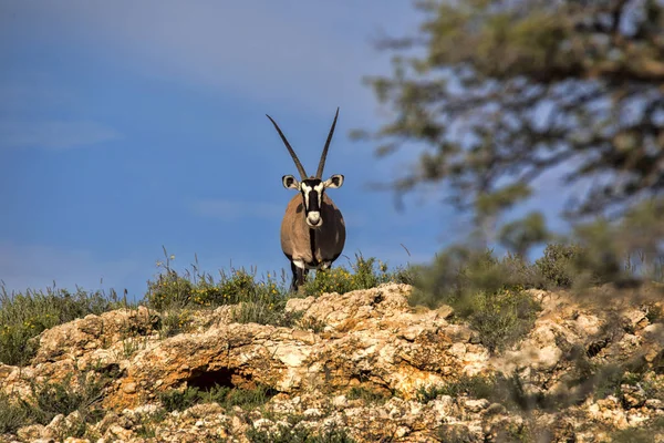 Gemsbok Oryx Gazella Gazella Horizonte Kalahari África Sul — Fotografia de Stock