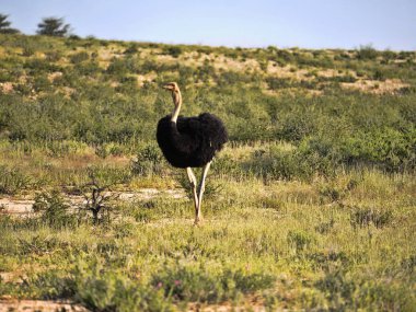 Devekuşu, Struthio camelus, çiçek açan çölde Kalahari, Güney Afrika
