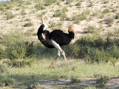 Devekuşu, Struthio camelus, çiçek açan çölde Kalahari, Güney Afrika