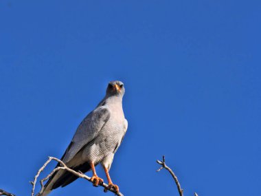 Kalahari Güney Afrika yüksek bir ağacın altında oturup soluk ilahi çakır kuşu, Melierax canorus,
