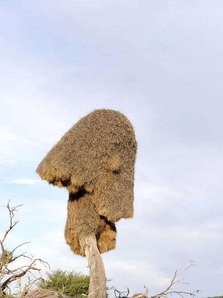 Nest Geselliger Weber Philetairus Socius Kalahari Südafrika — Stockfoto