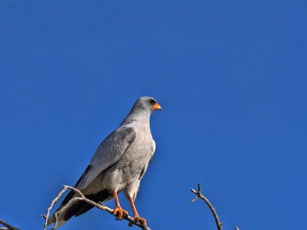 Pale Chanting Goshawk Melierax Canorus Sitting High Tree Kalahari South — Stock Photo, Image