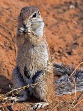 Çizgili zemin gıda Kalahari, Güney Afrika için arıyorum sincap, Xerus erythropus,
