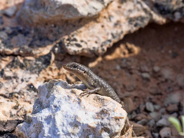 Lézard Désert Kalahari Afrique Sud — Photo