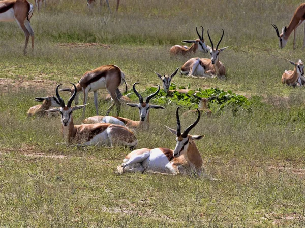 スプリングボック群れ Antidorcas Marsupialis カラハリ砂漠 南アフリカ共和国の牧草地します — ストック写真