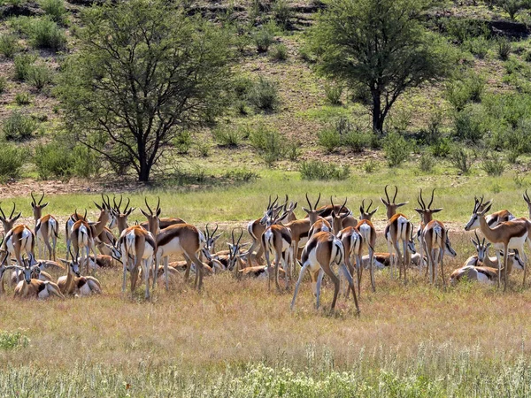 Manada Springbok Antidorcas Marsupialis Pasto Kalahari Sudáfrica — Foto de Stock