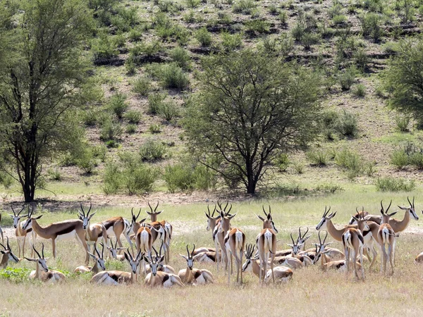 Manada Springbok Antidorcas Marsupialis Pasto Kalahari Sudáfrica — Foto de Stock