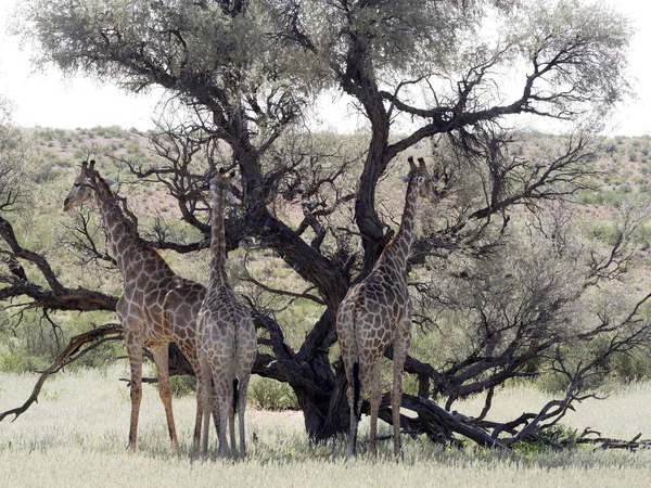 South African Giraffe Wedding Dances, Giraffa camelopardalis giraffa, Kalahari, South Africa