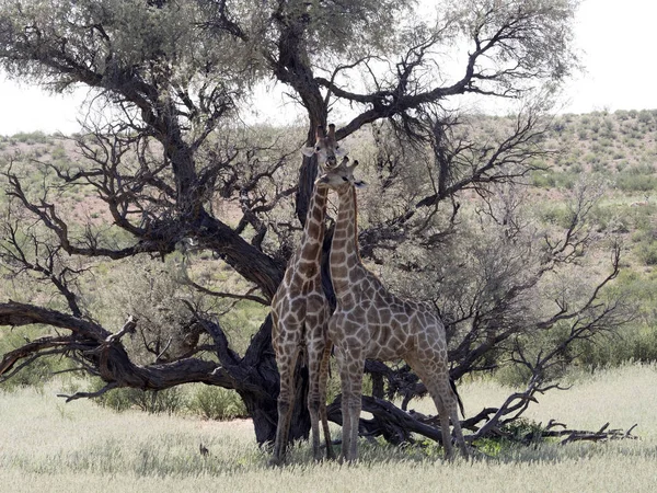 Bailes Boda Jirafa Sudafricana Jirafa Camelopardalis Jirafa Kalahari Sudáfrica — Foto de Stock