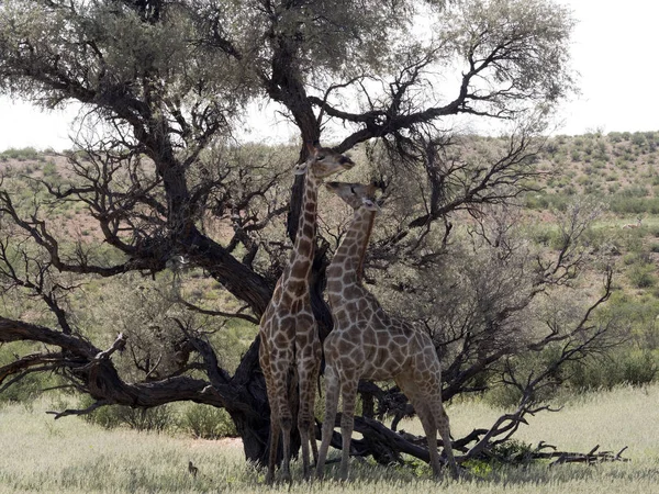 Hochzeitstänze Südafrikanischer Giraffen Giraffa Camelopardalis Giraffa Kalahari Südafrika — Stockfoto