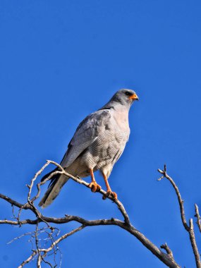 Kalahari Güney Afrika yüksek bir ağacın altında oturup soluk ilahi çakır kuşu, Melierax canorus,