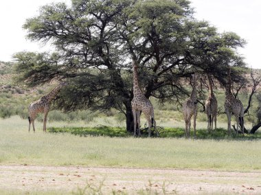 Güney Afrika zürafa, zürafa zürafa zürafa, Kalahari, Güney Afrika