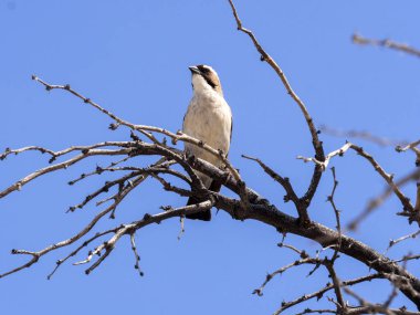 Beyaz tepeli örümcek kuşu, Eurocephalus aguitimens, Kalahari, Güney Afrika