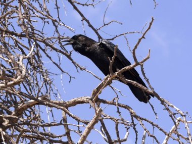 Siyah kargalar, Corvus capensis, üzerinde Kalahari ağaç, Güney Afrika