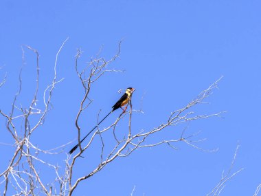 Şaft kuyruklu whydah, Vidua regia, Kalahari ağacında, Güney Afrika
