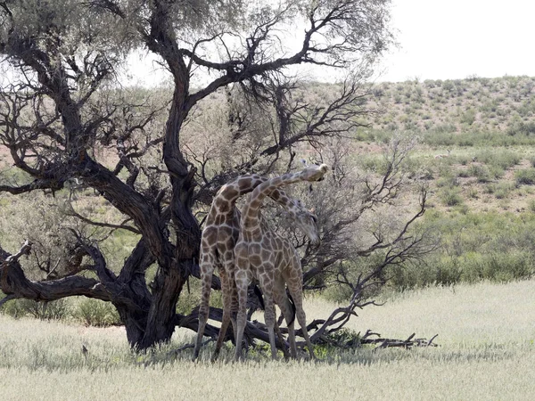 South African Giraffe Wedding Dances Giraffa Camelopardalis Giraffa Kalahari South — Stock Photo, Image