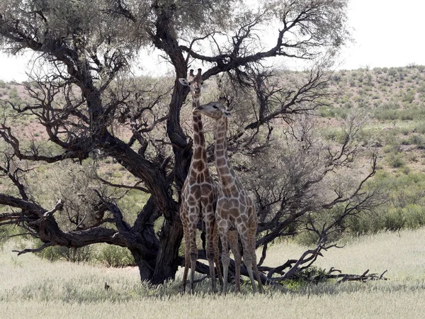 Afrika Selatan Tarian Pernikahan Jerapah Jerapah Camelopardalis Jerapah Kalahari Afrika — Stok Foto