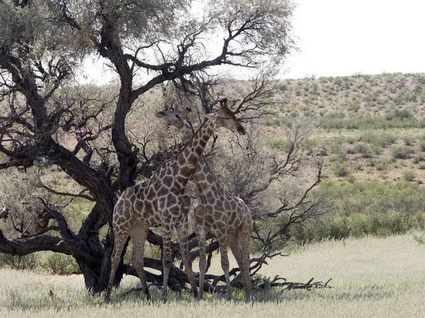 South African Giraffe Wedding Dances, Giraffa camelopardalis giraffa, Kalahari, South Africa