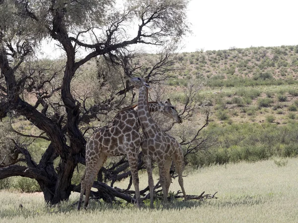 South African Žirafa Svatební Tance Giraffa Camelopardalis Giraffa Kalahari Jihoafrická — Stock fotografie