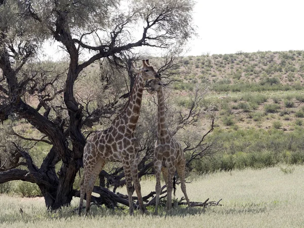 Південноафриканський Жирафа Весілля Танців Жираф Giraffa Giraffa Калахарі Сполучені Штати — стокове фото