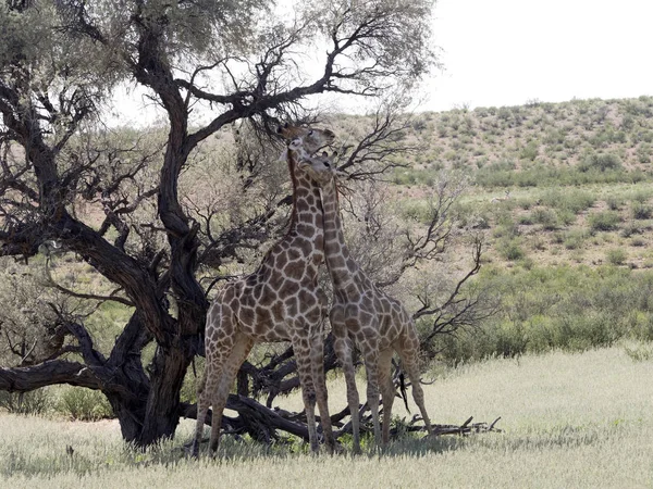 South African Giraffe Wedding Dances, Giraffa camelopardalis giraffa, Kalahari, South Africa