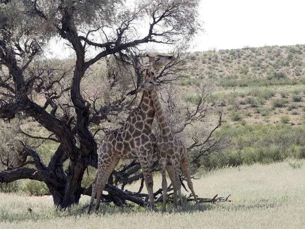 Danse Mariage Girafe Sud Africaine Giraffa Camelopardalis Giraffa Kalahari Afrique — Photo