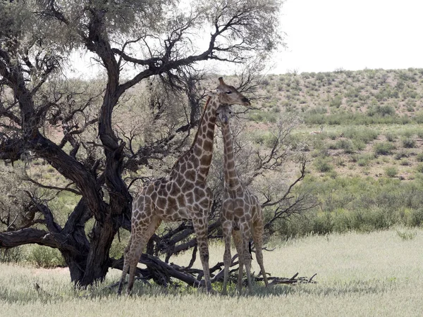 South African Žirafa Svatební Tance Giraffa Camelopardalis Giraffa Kalahari Jihoafrická — Stock fotografie