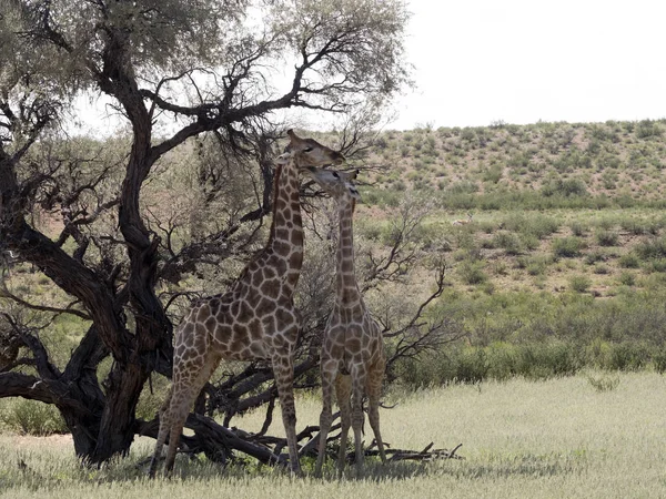 South African Giraffe Wedding Dances Giraffa Camelopardalis Giraffa Kalahari South — Stock Photo, Image