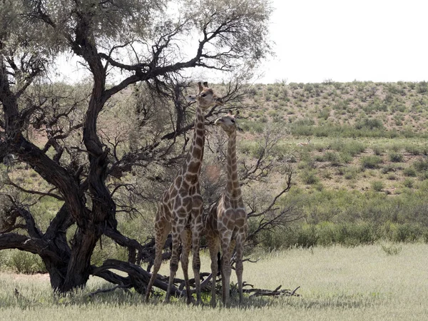 Danse Mariage Girafe Sud Africaine Giraffa Camelopardalis Giraffa Kalahari Afrique — Photo