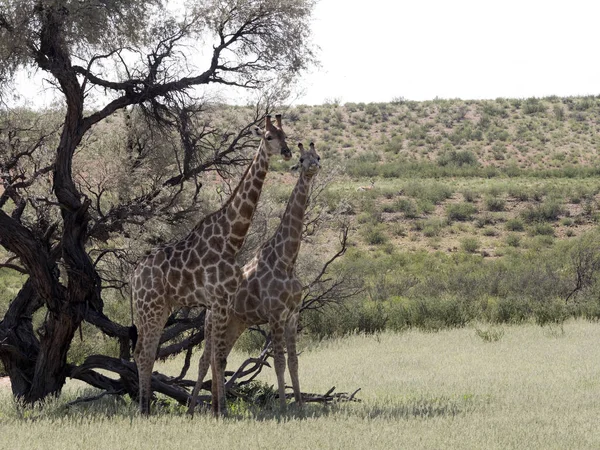 South African Žirafa Svatební Tance Giraffa Camelopardalis Giraffa Kalahari Jihoafrická — Stock fotografie