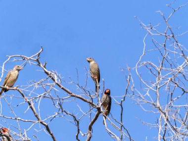 Küçük kızıl saçlı finch, Kalahari ağacında, Güney Afrika Amadina erythrocephala sürü