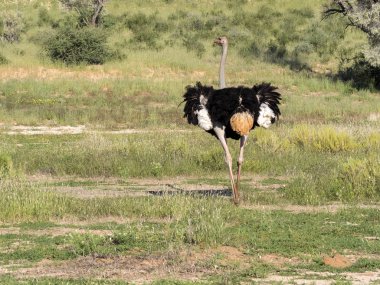 Yetişkin erkek devekuşu, Struthio camelus, çim Kalahari, Güney Afrika