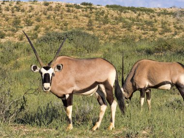 Gemsbok, Oryx gazella gazella, uzun otların, Kalahari, Güney Afrika otlatma