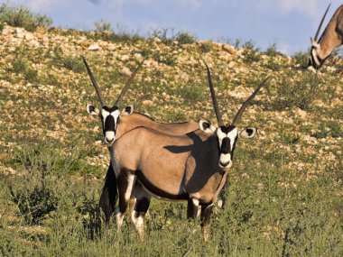 Gemsbok, Oryx gazella gazella, uzun otların, Kalahari, Güney Afrika otlatma