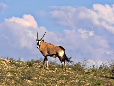 Gemsbok, Oryx gazella gazella, uzun otların, Kalahari, Güney Afrika otlatma