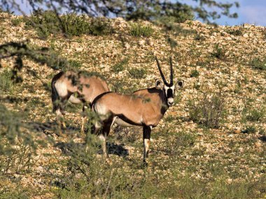 Gemsbok, Oryx gazella gazella, uzun otların, Kalahari, Güney Afrika otlatma