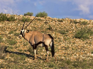 Gemsbok, Oryx gazella gazella, uzun otların, Kalahari, Güney Afrika otlatma