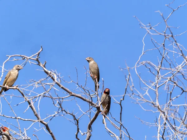 Küçük kızıl saçlı finch, Kalahari ağacında, Güney Afrika Amadina erythrocephala sürü