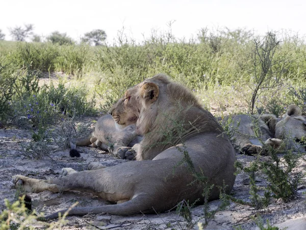 Resting Lion Panthera Leo Kalahari África Sul — Fotografia de Stock