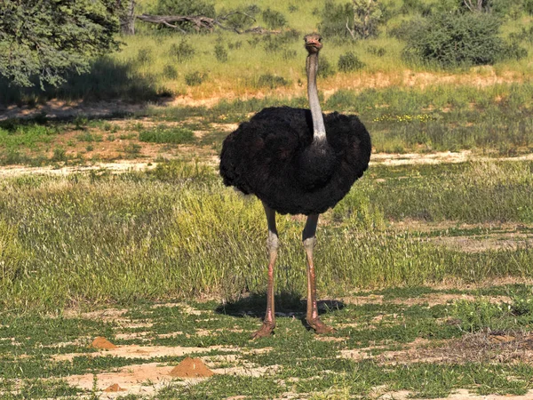 Adult Male Ostrich Struthio Camelus Grass Kalahari South Africa — Stock Photo, Image