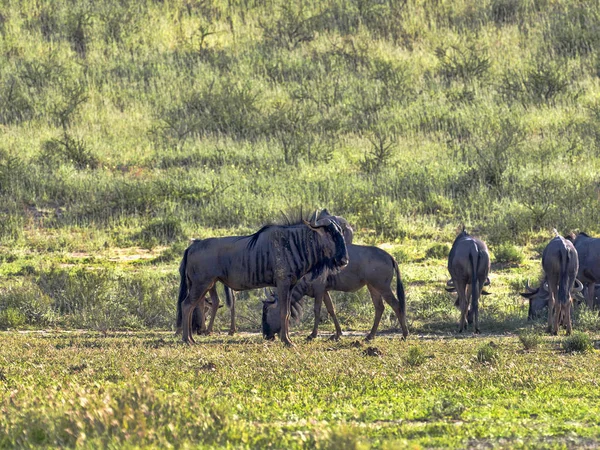 Herd Wildebeest Connochaetes Taurinus Kalahari South Africa — стоковое фото