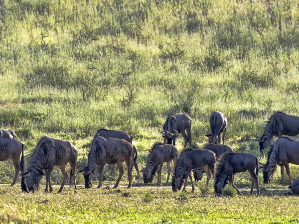 Manda Connochaetes Taurinus Kalahari Güney Afrika Sürüsü — Stok fotoğraf