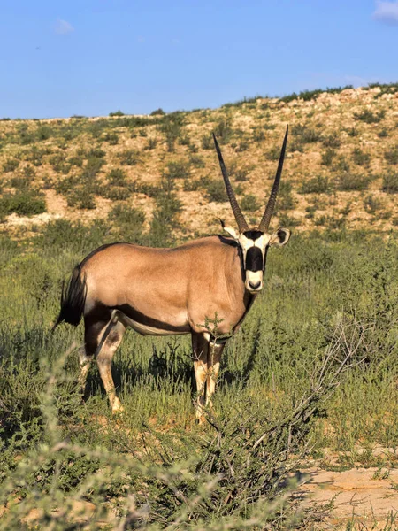 Gemsbok, Oryx gazella gazella, uzun otların, Kalahari, Güney Afrika otlatma