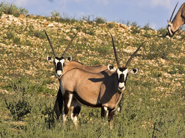 Nyársas Antilop Oryx Gazella Gazella Legelő Magas Fűben Kalahári Dél — Stock Fotó