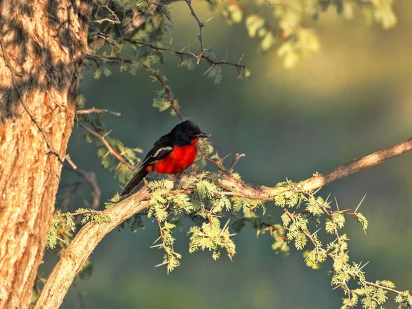 Pie Grièche Poitrine Rousse Laniarius Atrococcineus Kalahari Afrique Sud — Photo